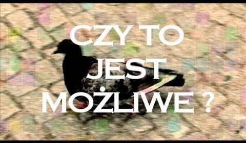 Czy to jest możliwe? – Tuskoland Łelkam