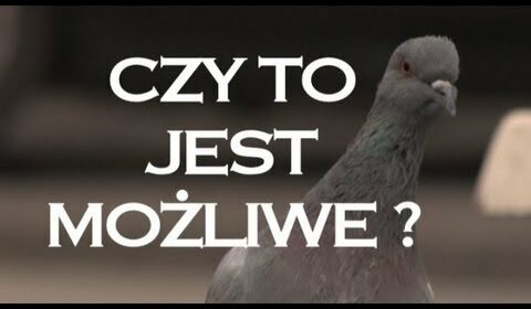 Czy to jest możliwe? – “Polactwo”