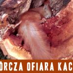 Wiewiórcza ofiara kaczyzmu