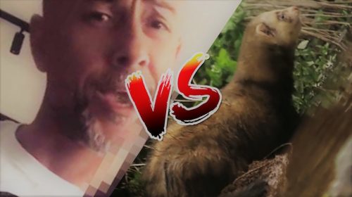 NERGAL vs. TCHÓRZ pospolity (Mustela putorius)