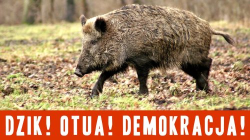 Dzik! Otua! Demokracja!