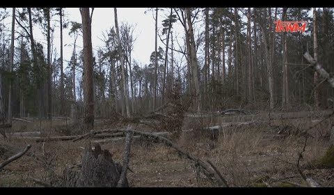 Puszcza Białowieska – leśne cmentarzysko