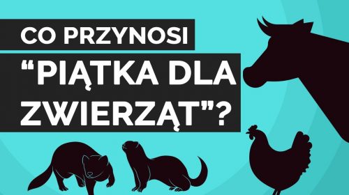 Co przynosi “piątka dla zwierząt”?