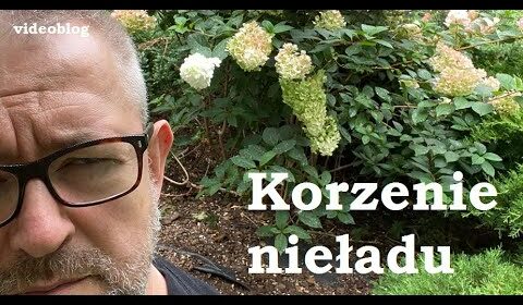 Korzenie nieładu