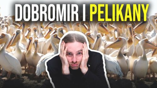 Dobromir vs Pelikany