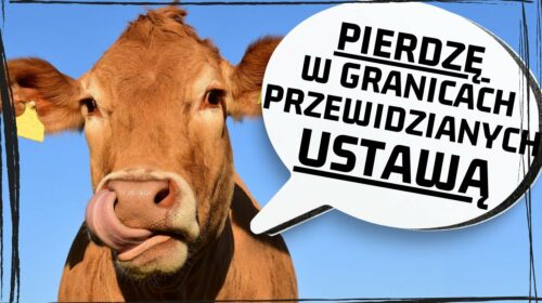 Nie uwierzysz w ten absurd! Wprowadzają podatek od prykania bydła!