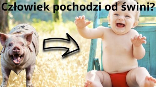 Człowiek pochodzi od świni – to ostatnie „odkrycie” nauki